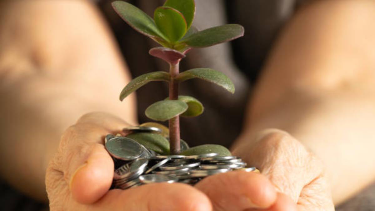 Lo que debes hacer con tu árbol de jade si quieres tener dinero en febrero